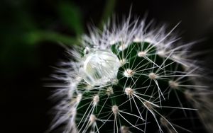 Preview wallpaper cactus, plant, drop