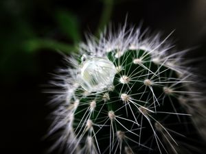 Preview wallpaper cactus, plant, drop