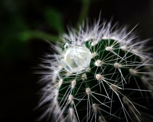 Preview wallpaper cactus, plant, drop