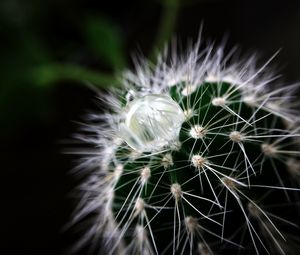 Preview wallpaper cactus, plant, drop