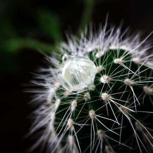 Preview wallpaper cactus, plant, drop