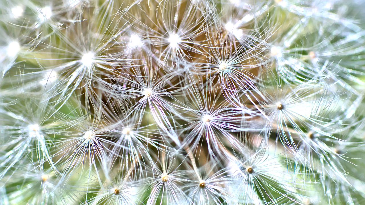 Wallpaper cactus, plant, fluff, macro