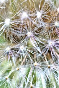 Preview wallpaper cactus, plant, fluff, macro
