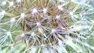 Preview wallpaper cactus, plant, fluff, macro