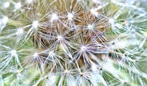 Preview wallpaper cactus, plant, fluff, macro