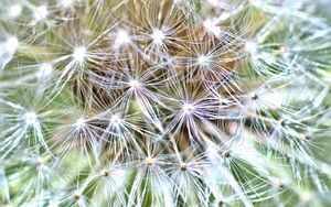 Preview wallpaper cactus, plant, fluff, macro