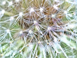 Preview wallpaper cactus, plant, fluff, macro