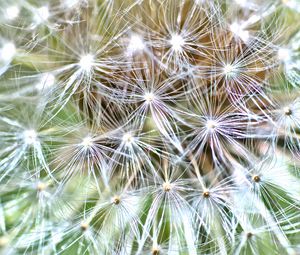 Preview wallpaper cactus, plant, fluff, macro