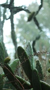 Preview wallpaper cactus, plant, green, tropical