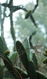 Preview wallpaper cactus, plant, green, tropical