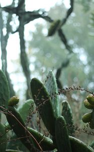 Preview wallpaper cactus, plant, green, tropical