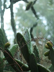 Preview wallpaper cactus, plant, green, tropical