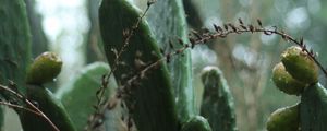 Preview wallpaper cactus, plant, green, tropical