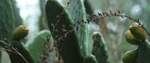 Preview wallpaper cactus, plant, green, tropical