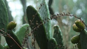 Preview wallpaper cactus, plant, green, tropical