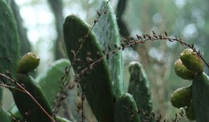 Preview wallpaper cactus, plant, green, tropical