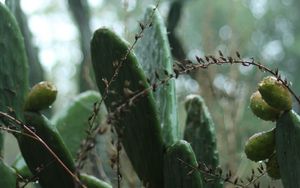 Preview wallpaper cactus, plant, green, tropical