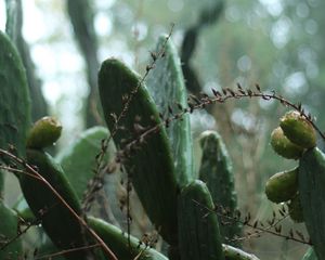 Preview wallpaper cactus, plant, green, tropical