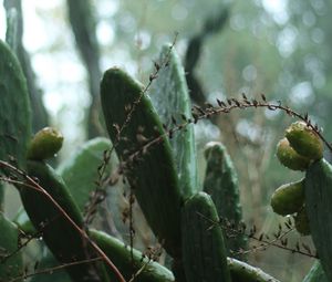 Preview wallpaper cactus, plant, green, tropical