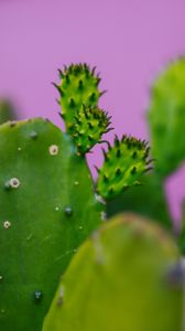 Preview wallpaper cactus, plant, macro, green