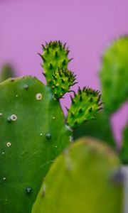 Preview wallpaper cactus, plant, macro, green