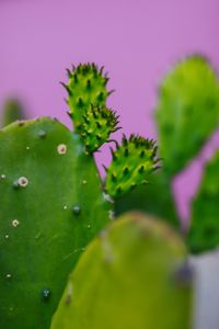 Preview wallpaper cactus, plant, macro, green