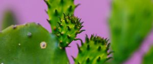 Preview wallpaper cactus, plant, macro, green