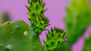 Preview wallpaper cactus, plant, macro, green