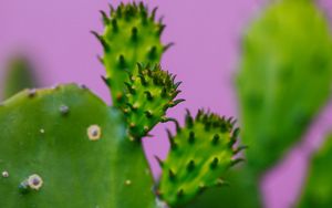 Preview wallpaper cactus, plant, macro, green