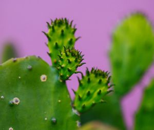 Preview wallpaper cactus, plant, macro, green