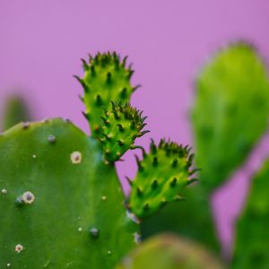 Preview wallpaper cactus, plant, macro, green