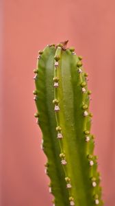 Preview wallpaper cactus, plant, macro