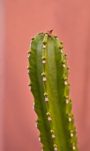 Preview wallpaper cactus, plant, macro