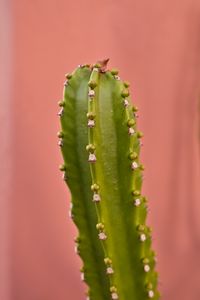 Preview wallpaper cactus, plant, macro