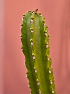Preview wallpaper cactus, plant, macro