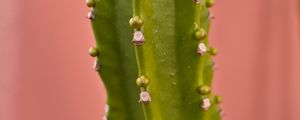 Preview wallpaper cactus, plant, macro