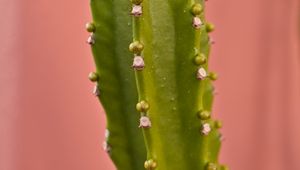 Preview wallpaper cactus, plant, macro