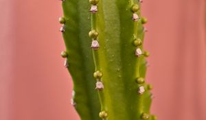 Preview wallpaper cactus, plant, macro