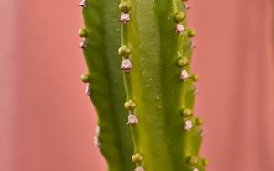 Preview wallpaper cactus, plant, macro