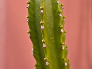 Preview wallpaper cactus, plant, macro