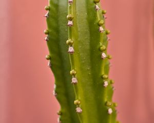 Preview wallpaper cactus, plant, macro