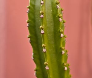 Preview wallpaper cactus, plant, macro