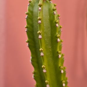 Preview wallpaper cactus, plant, macro