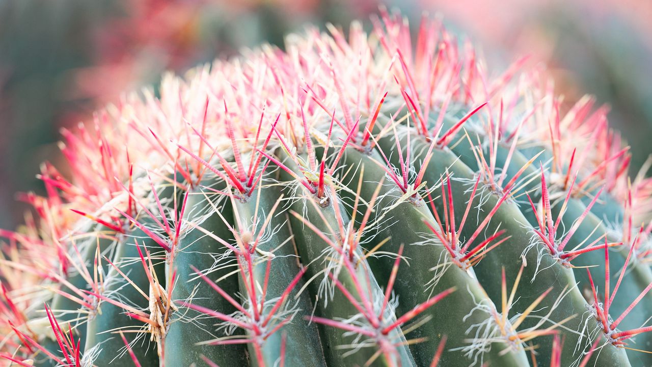 Wallpaper cactus, plant, macro, needles, green, red