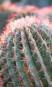 Preview wallpaper cactus, plant, macro, needles, green, red