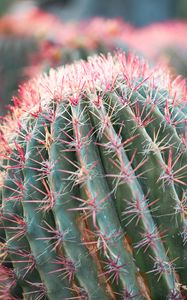 Preview wallpaper cactus, plant, macro, needles, green, red