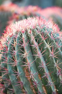 Preview wallpaper cactus, plant, macro, needles, green, red