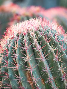 Preview wallpaper cactus, plant, macro, needles, green, red