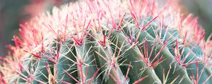 Preview wallpaper cactus, plant, macro, needles, green, red