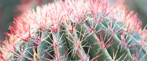Preview wallpaper cactus, plant, macro, needles, green, red